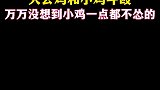 大公鸡和小鸡斗殴，小鸡一点也不怂