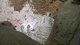 倪妮给小白虎喂奶，小白虎喝得上气不接下气，场面贼逗