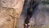 瑟瑟发抖的岩羊和饥肠辘辘的肛肠科主任