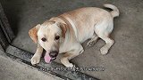 公拉拉又发情了，到别人家追小母狗搞的鸡犬不宁，太让人操心了！