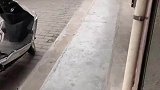 狗狗帮主人拿快递，火急火燎