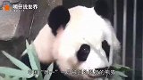世界上首个被退回中国的熊猫，其原因让人无奈