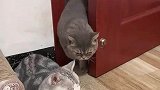 黑猫回来晚了，进个门都心惊胆战