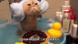 猫咪看主人挤牛奶，主人给他喂了一点，下一秒憋住别笑