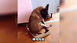 这狗子的坐姿也是绝了 这是要成精了吗？