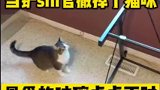 当撤掉了小猫咪最最喜欢的玻璃桌桌面时，会发生什么