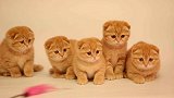 小伙悬吊10米高架桥外救猫：它也是条命