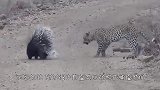 猎豹想要捕食豪猪反被扎，猎豹：大哥别扎了，我再也不皮了