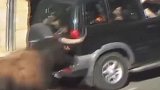 公牛跑路上搞破坏，对着轿车狂顶，车直接吓尿了