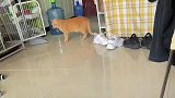 冲我这么听话，今晚加餐