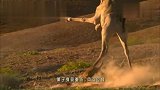 如果不是镜头记录下全程,打死我也不相信长颈鹿能够做出这种事！