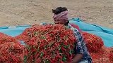 印度辣椒大丰收，可把农民伯伯高兴坏了，这么多辣椒得卖多少钱？