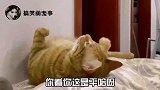 猴子你别拉我，今天我非要给他展示一套打狗棍法！