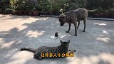 男子不堪老鼠骚扰，将整桶汽油倒进鼠洞，点燃瞬间场面失控