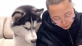 主人让哈士奇帮忙咬开核桃，转身去给金毛吃，二哈-这是人干的事
