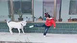 农村小霸王，不仅小朋友听她的，山羊见她都绕行！