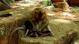头部外伤！猴宝宝迪迪几乎丧命，残暴猴妈拖住尾巴扔下石头！