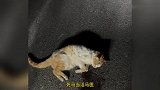 男孩猫毛严重过敏，仍哭着央求妈妈救重伤小猫,猫总比苹果重要吧