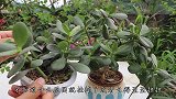 小苗玉树不值钱，教你养成大老桩，“身价”猛增