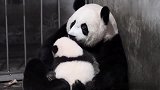 大熊猫宝兰：我的娃娃太好吸了，亲亲我的宝贝，妈咪爱你