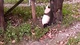 宠物小当家 熊猫宝宝的蜜汁跑步姿势，可爱到犯规啊