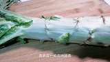 有血糖高和便秘的人，经常吃1道菜，清热解毒，身体也就更好了