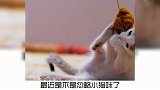 宠物冷知识：猫咪为什么喜欢偷拿你东西？