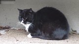 哪里来的小黑猫咪呢，看这小心翼翼的模样，真是太逗了！