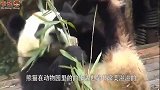 这只戴“绿帽子”的大熊猫火了，饲养员：你这是在给国宝丢脸啊！