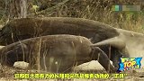 印度尼西亚最恐怖的科莫多怪兽，能生吞一头野猪！