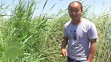 水草边打窝，全是黄金鲫