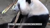 旅日大熊猫“香香”计划于2023年2月21日回国