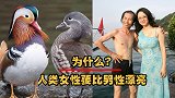 自然界中，雄性普遍比雌性漂亮，为什么人类女性要比男性漂亮？