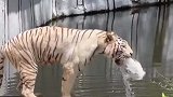 动物园中老虎对着池塘，突然开始呕吐