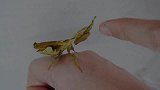 【4K】网购一只幽灵螳螂，会装死的小可爱！