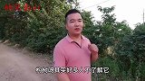 农村的构树叶成了香饽饽，没想到还有这些妙用？现在知道还不晚