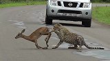 猎豹在路上按住羚羊，却始终不下口，原来是在等它！