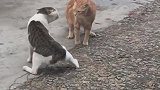 黄猫：还打不打架了啊，不然我好回家吃饭了！