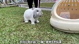 宠物解说：这是一只天生丽质的宠物，你喜欢垂耳兔吗？