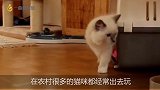 为什么猫咪明明记性好，走失之后却十有八九回不来，看完就明白了