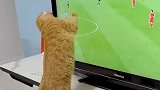 猫沉浸观看电视,屏幕前追着球同步移动