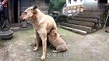 田园犬小奶狗的最后一次散伙奶，狗妈妈的表情好有爱