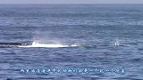 虾类的“通缉犯”没有防弹玻璃鱼缸根本关不住，镜头记录全过程