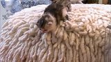 可爱的小猫们爬上了一个的圆桌上，想下下不去，太有趣了