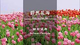 没有人能拒绝郁金香花海吧，真的太好看