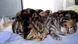 睡成一排的奶猫们，都好可爱，领养哪一只呢