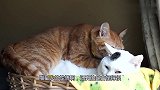 猫咪当众秀恩爱，看来这货是个耙耳朵，主人：这碗猫粮我干了啊！