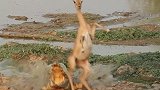 赞比亚：一只黑斑羚河边喝水时逃脱鳄鱼伏击，反应快如闪电