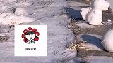 这位小姐姐是懂得搭配的，一个小恐龙配一个恐龙蛋
