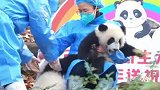 大熊猫放开我，这个班我是一天都不想上了